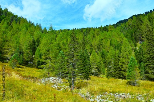 Meadow with dry grass at the edge of a coniferous forest with larch trees in Niedere Tauern, Styria, Austria