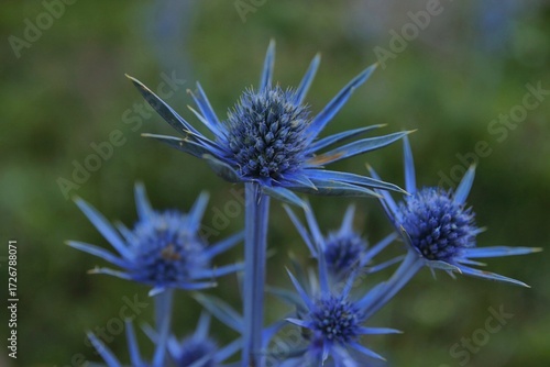Flor azul del pirineo