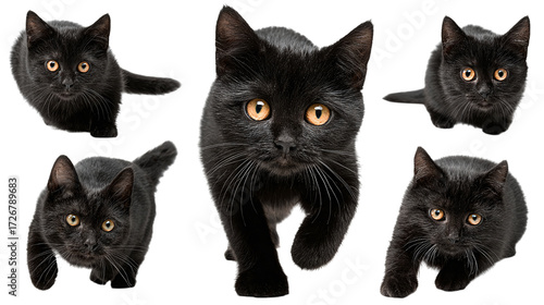 Group of 5 black cats in playful poses, isolated on transparent background 