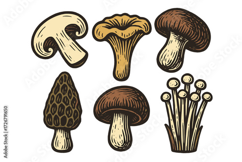 Assortment of various edible and wild mushrooms in a vintage woodcut style, featuring different shapes and textures for culinary and decorative purposes