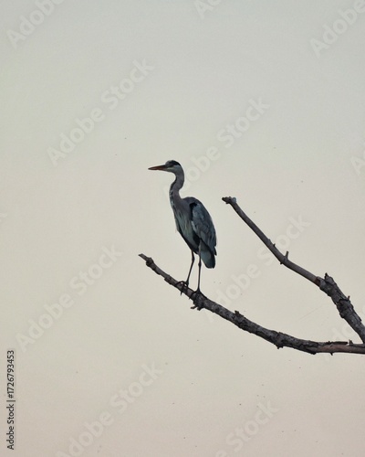Cigüeña posada en una rama