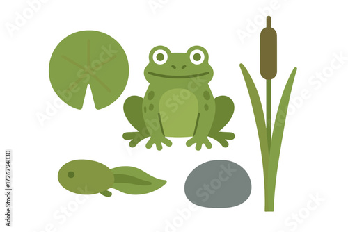 Adorable green frog, developing tadpole, floating lily pad, slender cattail, and smooth gray rock elements for natural pond life designs