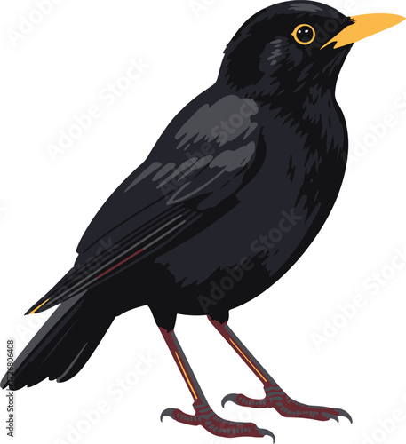 A detailed illustration of a blackbird with yellow beak and orange eyes on a white background Keywords: blackbird, bird, avian, wildlife, animal, nature, illustration, drawing, black, yellow beak