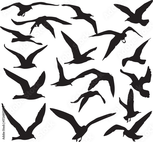 Collection of Black Silhouettes of Seagulls in Various Flying Poses on White Background bird flight