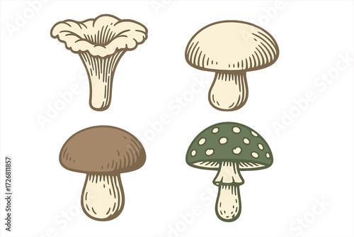 Various types of mushrooms displayed in a simple and colorful illustration suitable for educational purposes