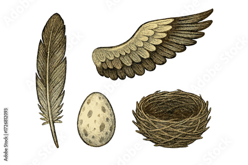 Feather, wing, egg, and nest showcasing elements of bird life and nature in a simple illustration