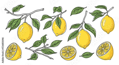A vibrant illustration showcasing whole and sliced lemons with leaves and branches lemon