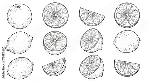 Detailed lemon and orange slices hand drawn vector illustration perfect for food backgrounds