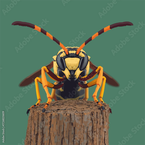 Natural closeup on a threatening colorful Sand Tailed Digger Wasp Cerceris arenaria on wood