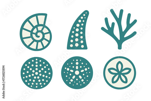Unique sea shell and coral illustrations showcasing marine life details in various shapes and patterns
