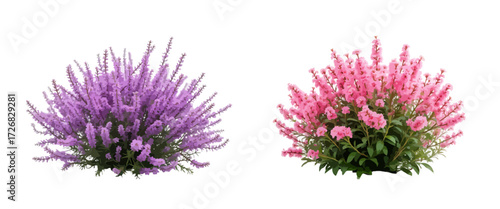 Pink  Purple Salvia Floral Vector Collection