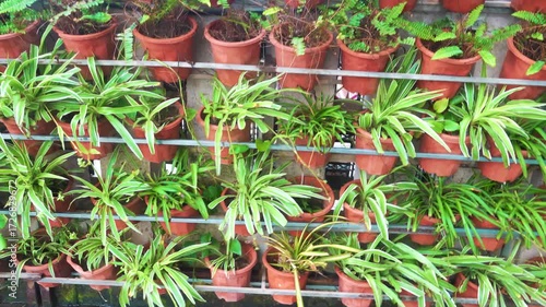 City gardening and Urban landscaping. Tapestries of flowers and ornamental plants in pots decorate the streets of Vietnamese cities. Monsoon season