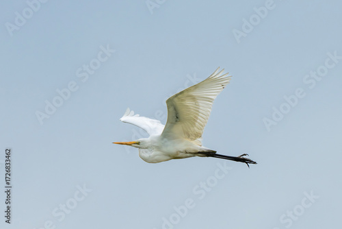 Great Egret (Ardea Alba)