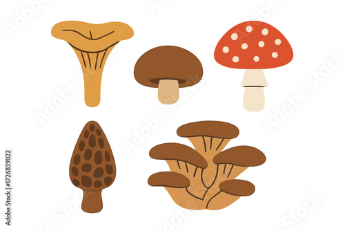 Colorful and simple illustrations of various mushrooms showcasing different shapes and sizes