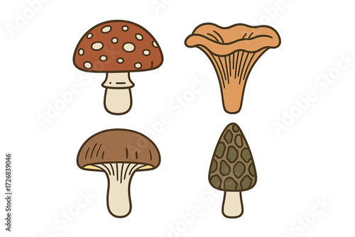 Colorful illustrations of different mushrooms showcasing variety in shape and color
