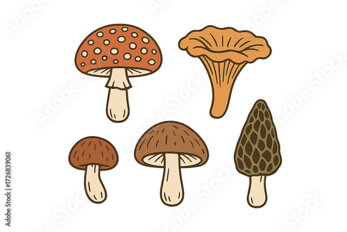 Various types of mushrooms illustrated in a colorful and simple style, showcasing their unique shapes and colors
