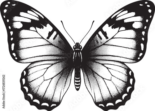 Black and White Butterfly with Detailed Wing Patterns in Illustration insect lepidoptera