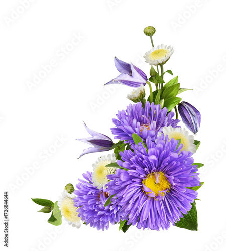 Purple flowers of asters an...