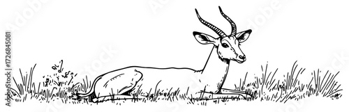 Resting gazelle lying gracefully in tall savanna grass – tranquil antelope wildlife sketch illustration