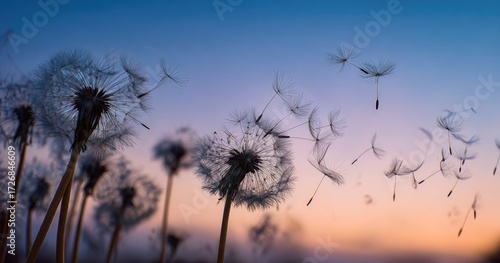 Dandelion seeds float in sunset sky. Silhouettes of many dandelions in soft focus