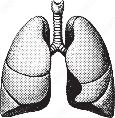 Human Lungs And Trachea Anatomy Illustration Black And White human anatomy bronchi