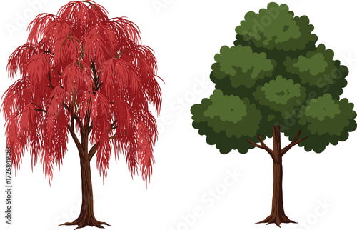 Autumn red willow tree, green tiered foliage tree, nature contrast, seasonal landscape, botanical diversity, tree comparison, forest design inspiration
