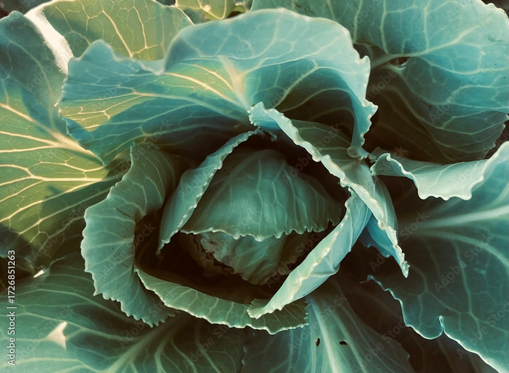 Fototapeta premium Cabbage growing in the garden