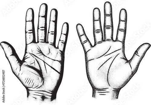 Two Open Hands With Visible Palm Lines fingers showing