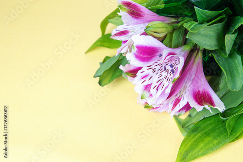Alstroemeria flowers close-up on a light background