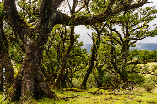 Explore the mystical landscapes of Fanal, Madeira, showcasing the ancient laurel forest. Dense trees envelop the area, creating a serene and timeless natural wonder