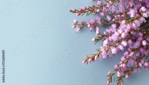 Pastel pink heather sprigs on light blue background