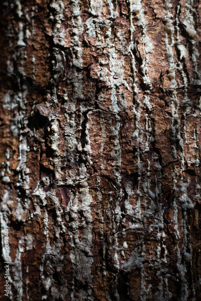 Obraz premium A peaceful forest scene captured in vivid detail, featuring textured tree bark, highlighting the intricate beauty of woodland ecosystems