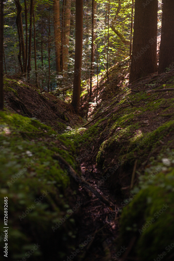 Naklejka premium A peaceful forest scene captured in vivid detail, highlighting the intricate beauty of woodland ecosystems