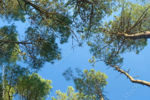 Rotating view of pine trees on blue sky background at sunny day. Majestic lush green pine tree swaying gently against clear sky in sunny day. Tranquil picturesque natural scene. Outdoors park nature.