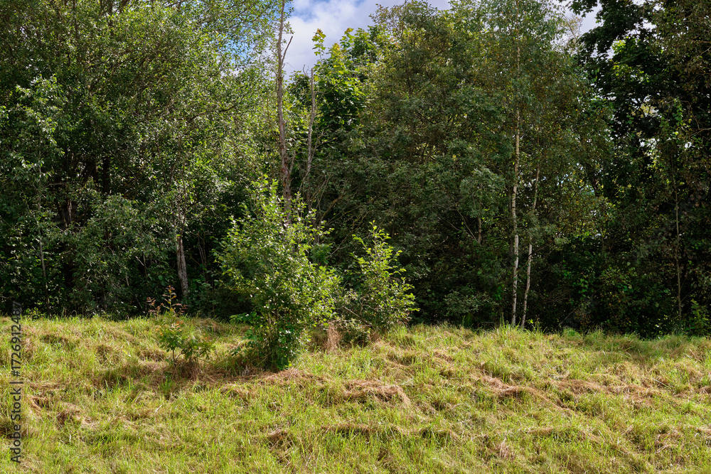 Fototapeta premium A vibrant green landscape features various bushes and trees, showcasing the beauty of nature in an outdoor setting. The scene captures tranquility under a clear sky