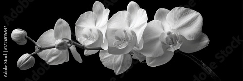 Black and white orchid blossoms