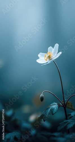 Delicate white flower in a misty forest (1)