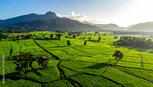 Rice farms in Sierra Leone with green paddies extending across a lush valley under clear skies.
