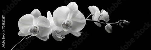 Elegant black and white orchid blossoms