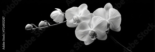 Black and white orchid in close-up (1)