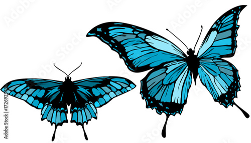 Blue butterfly isolated on white vector 