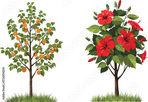 Beautiful orange fruit tree with ripe citrus fruits and vibrant red hibiscus flowering plant illustration, tropical garden vector botanical artwork