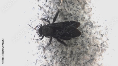 The wild bee is jet black in color, hymenopterous, Anthophila. like Andrena. Not a carpenter bee or a scolia. Vietnam, South Sea coast