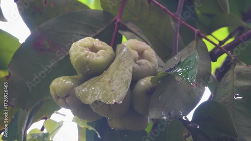 Javanese Apple (Syzygium samarangense) white margin exotic tree, edible fruits. Vietnam