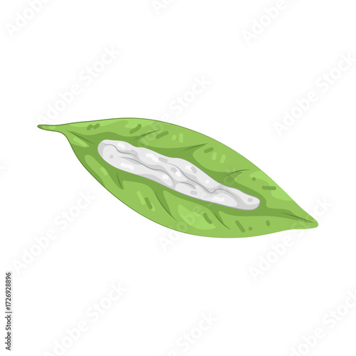 Illustration of Cocaine Powder in Leaves 