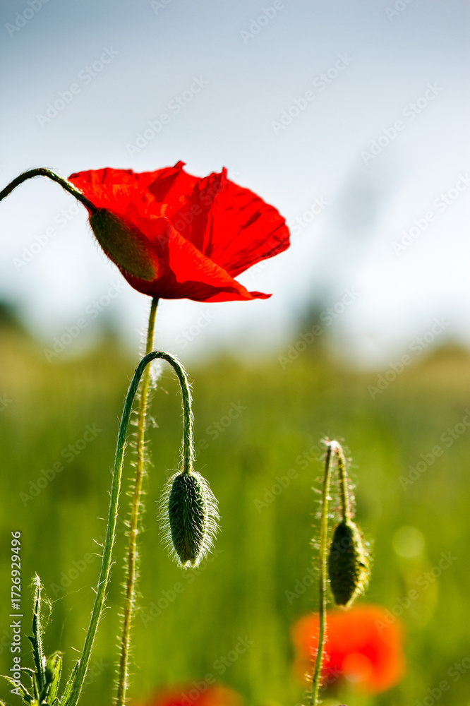 Obraz premium red poppy field. beautiful blooming flowers closeup view under blue sky. wonderful nature background on a sunny day in spring