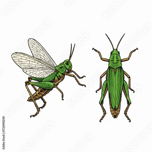 Green Grasshopper Insect Illustration Set with Side and Top Views