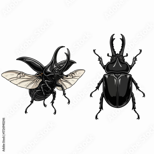 Rhinoceros Beetles Vector Illustration Set Insect Collection