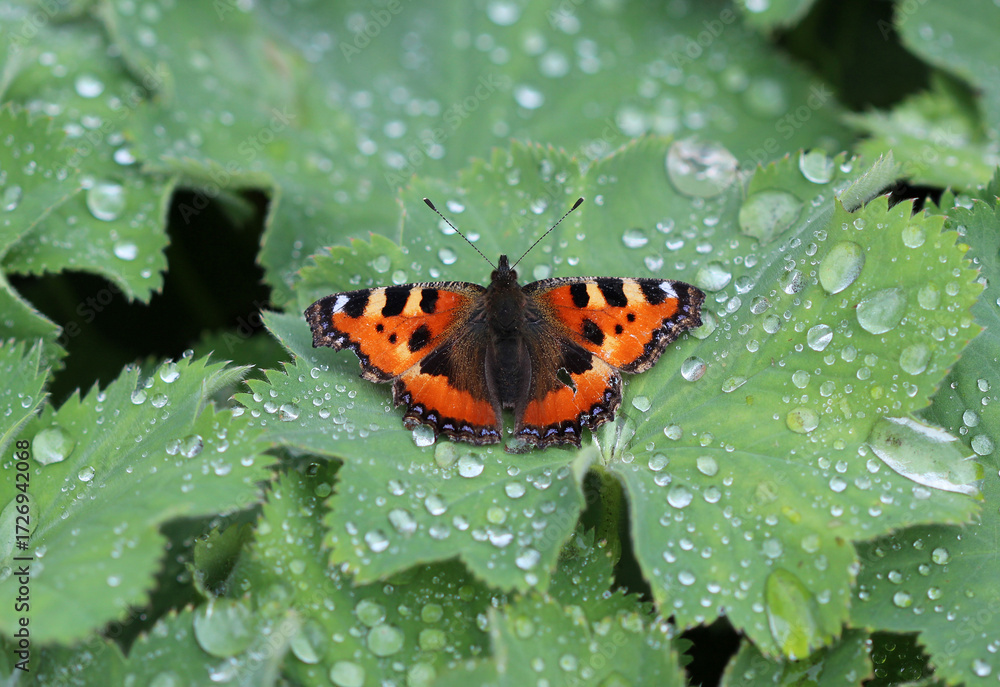 Obraz premium Kleiner Fuchs - Small tortoiseshell