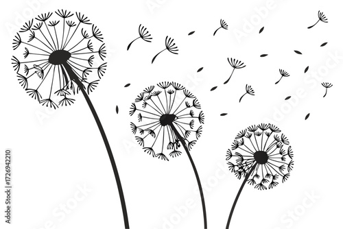 Dandelion flower vector illustration with flying seeds in black and white minimalist design for spring concept silhouette